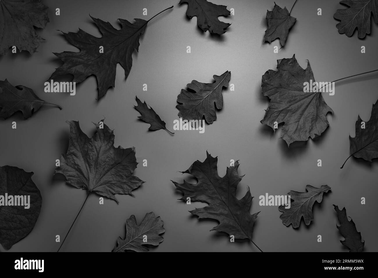Schwarze Blätter auf Grau. Texturhintergrund für Halloween oder Black Friday Stockfoto