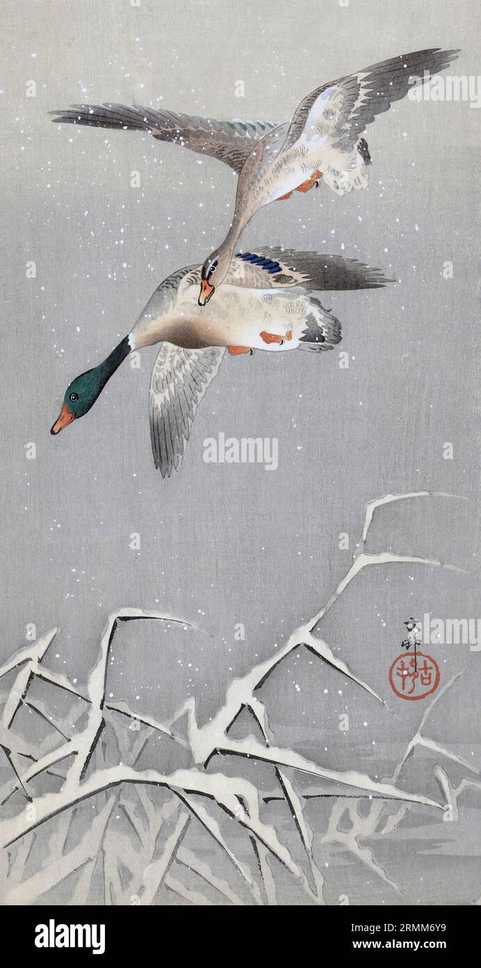 Two Wild Ducks in Flight, von der japanischen Künstlerin Ohara Koson, 1877 bis 1945. Ohara Koson war Teil der Shin-Hanga- oder New Prints-Bewegung. Stockfoto
