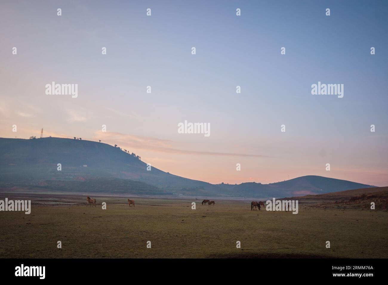 Grüner Hügel mit Pferden im Morgennebel, am Fuße des Langbischen Berges Stockfoto