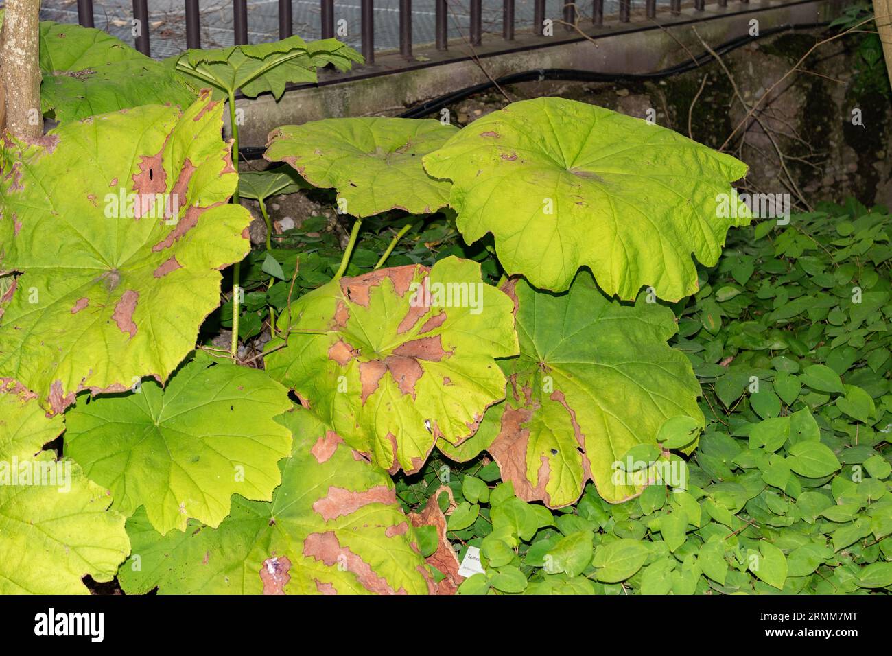 Zürich, Schweiz, 9. August 2023 Astilboides Tabularis Pflanze im botanischen Garten Stockfoto