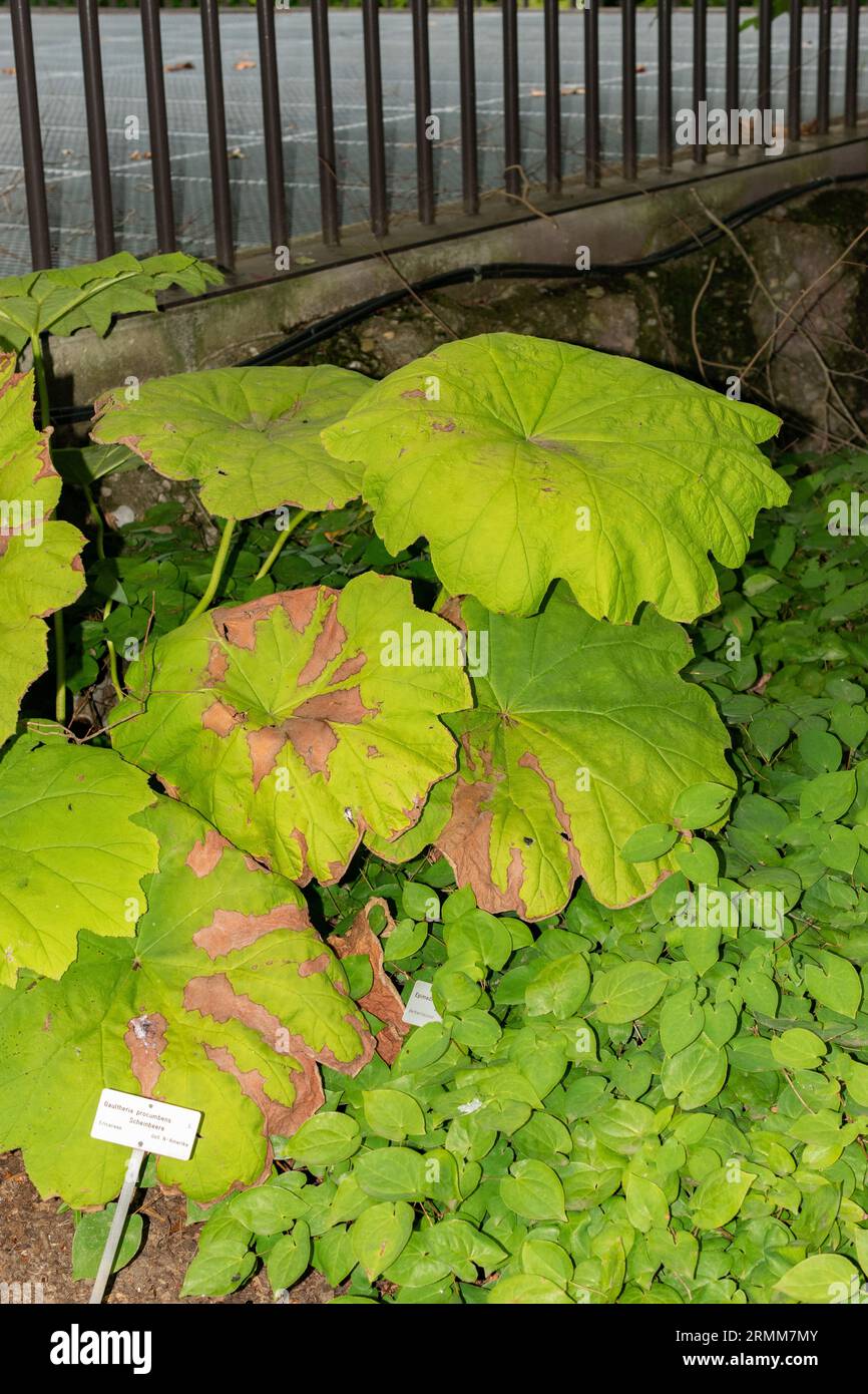 Zürich, Schweiz, 9. August 2023 Astilboides Tabularis Pflanze im botanischen Garten Stockfoto