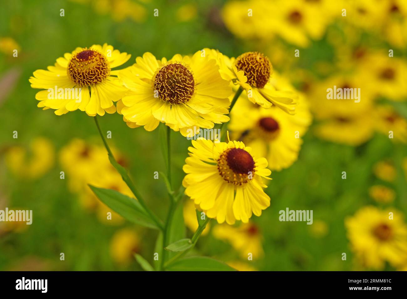 Gelbes Helenium-Nieselgras „Riverton Beauty“ in Blume. Stockfoto