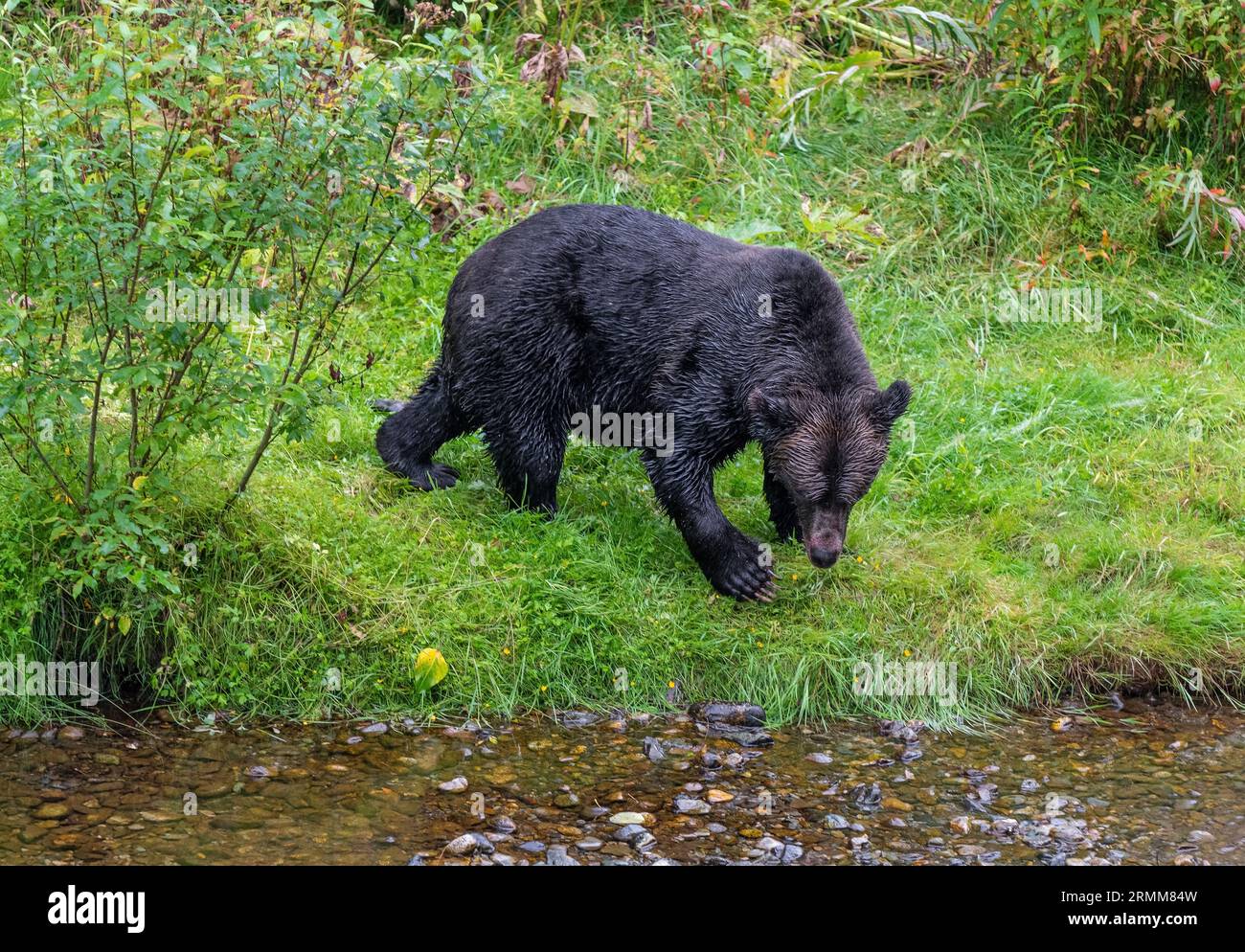 Grizzly Bear (Ursus arctos horribilis) sucht nach Lachsen am Fish Creek Bear Observation Site, Tongass National Forest, Alaska, USA. Stockfoto