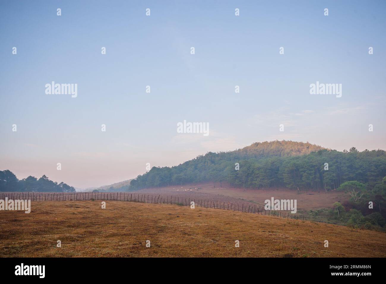 Grüner Hügel mit Pferden im Morgennebel, am Fuße des Langbischen Berges Stockfoto