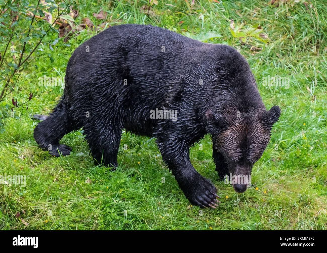 Grizzly Bear (Ursus arctos horribilis) sucht nach Lachsen am Fish Creek Bear Observation Site, Tongass National Forest, Alaska, USA. Stockfoto