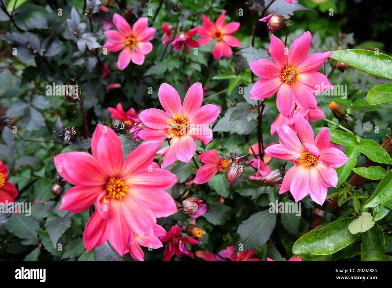 Leuchtend pinke Dahlia „Twyning's Revel“ in Blume. Stockfoto