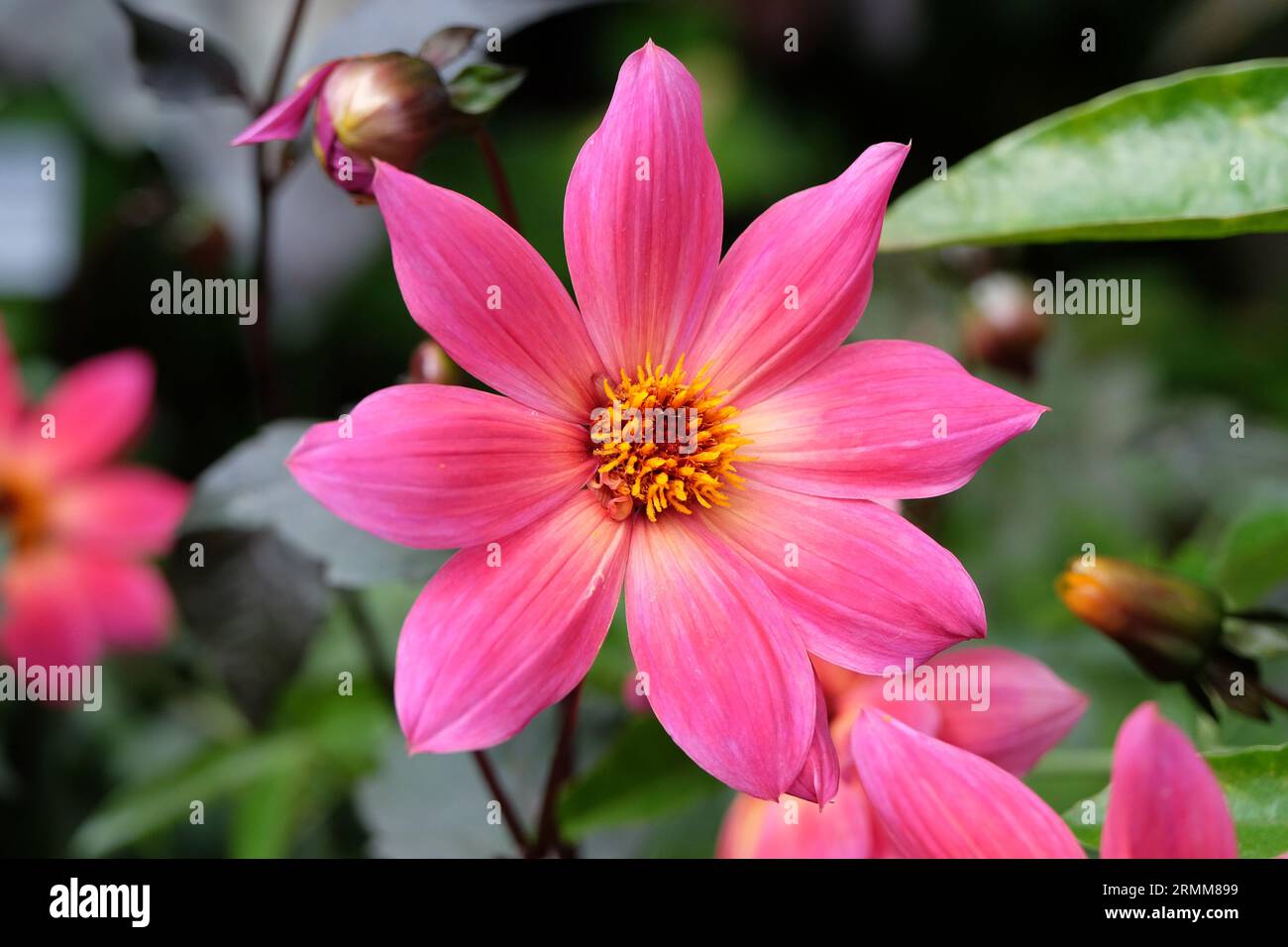 Leuchtend pinke Dahlia „Twyning's Revel“ in Blume. Stockfoto