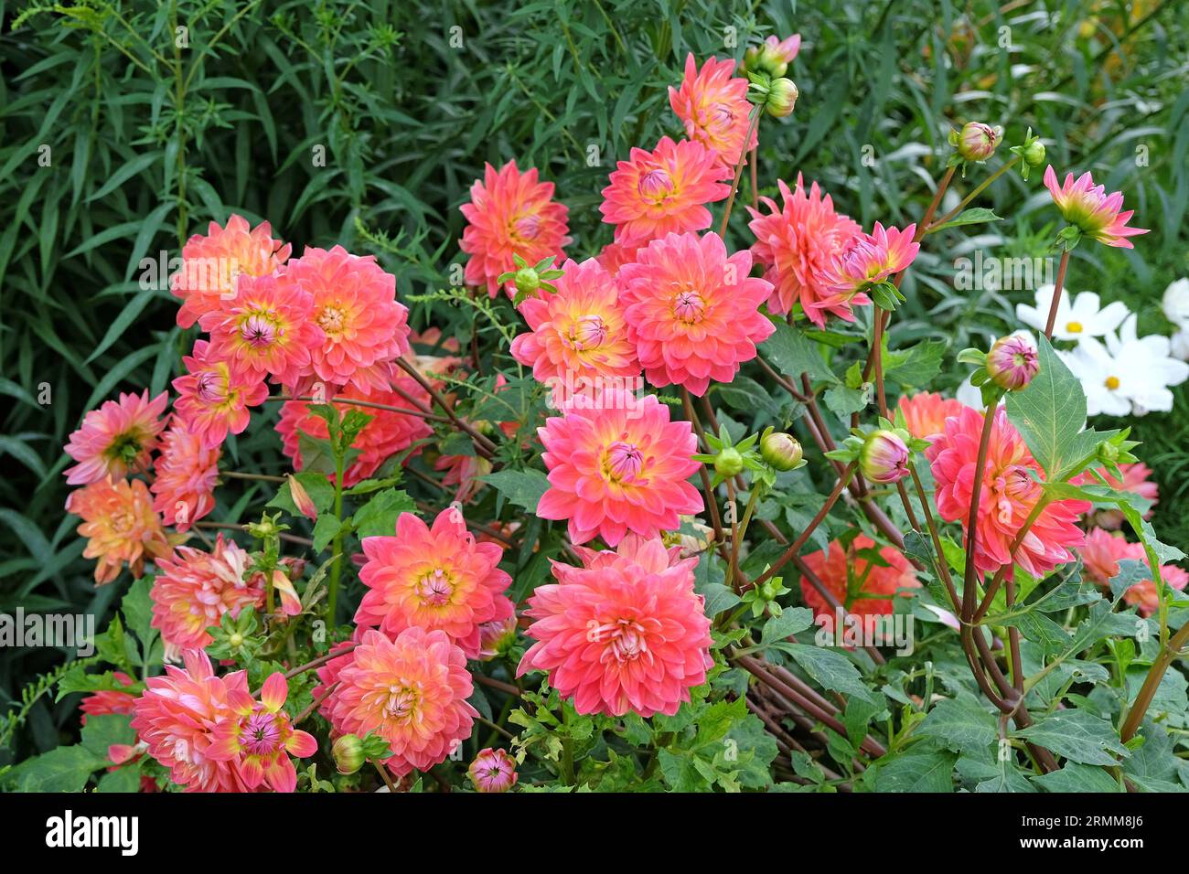 Rosafarbene und gelbe dekorative Dahlie „Kilburn Rose“ in Blume. Stockfoto