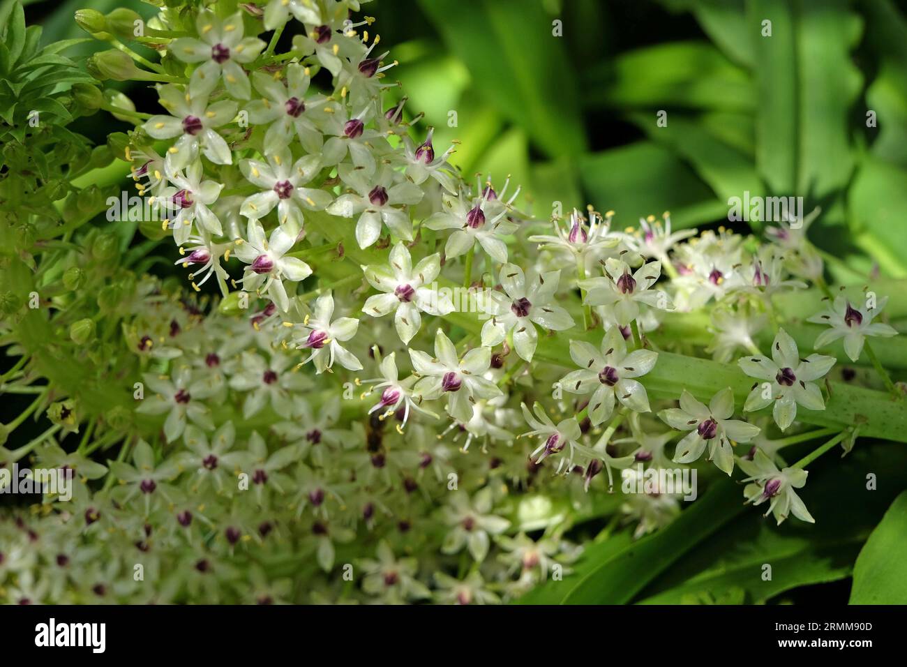 Eucomis, Ananaslilie, Cornwood in Blume. Stockfoto