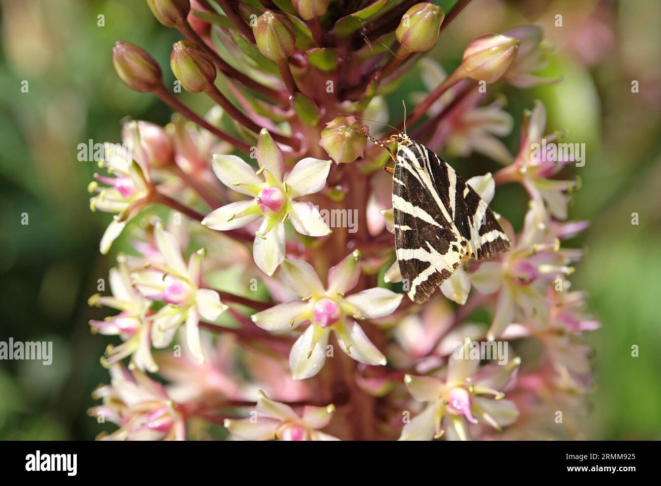 Tiger Moth aus schwarz-weißem Jersey saß auf einer Ananaslilie von Eucomis. Stockfoto