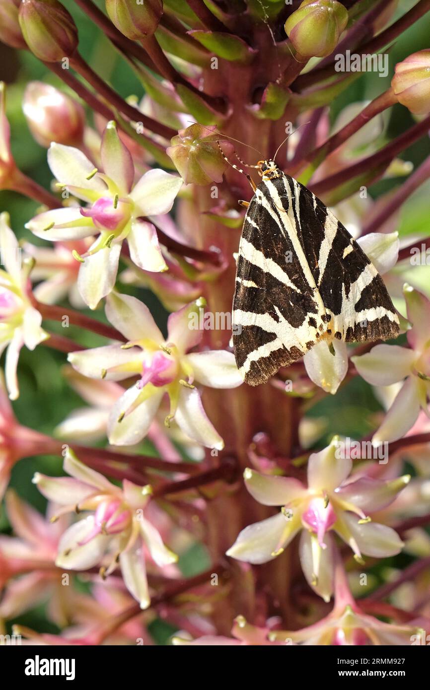 Tiger Moth aus schwarz-weißem Jersey saß auf einer Ananaslilie von Eucomis. Stockfoto