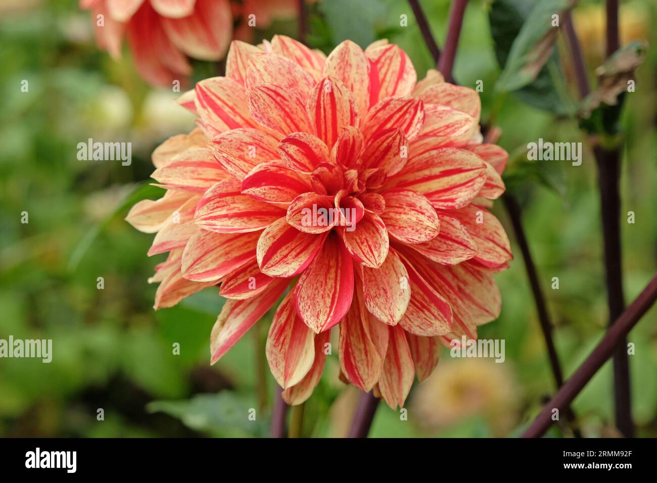 Weiches Gelb mit roten Streifen, dekorativer Dahlia Jowey Brochant in Blüte. Stockfoto