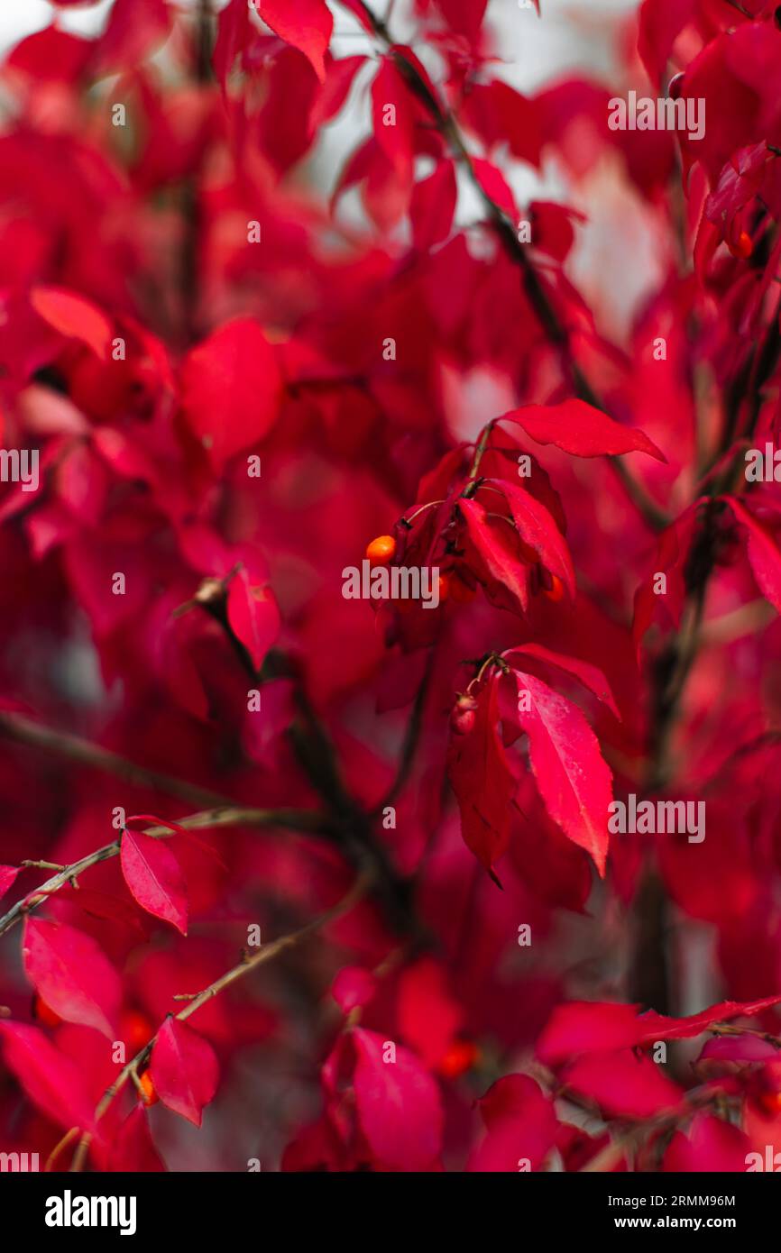 Leuchtend rote burgunderrote Herbstblätter mit winzigen Beeren. Herbstlicher natürlicher, saisonaler vertikaler Hintergrund für Poster- oder Kalenderdesign Stockfoto