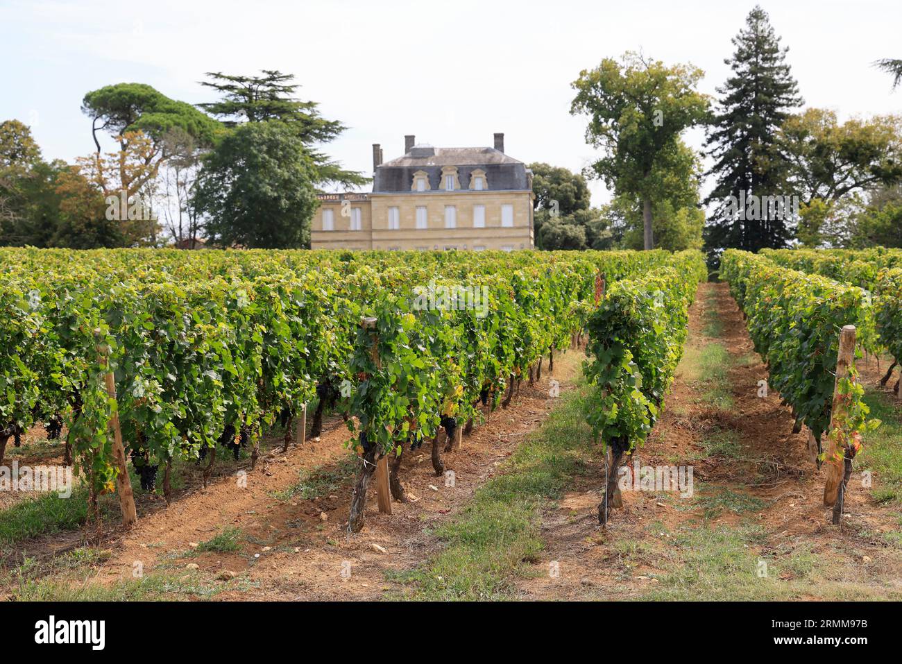 Vigne et vignoble de l’appellation Lussac-saint-emilion. Satellit de Saint-Emilion. Production de vin rouge. Vigne et vignoble des vins de Bordeaux Stockfoto