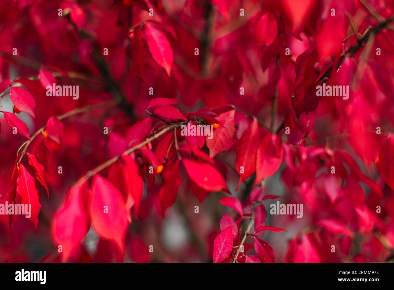 Leuchtend rote burgunderrote Herbstblätter mit winzigen Beeren. Herbstlicher natürlicher saisonaler Hintergrund für Poster- oder Kalendergestaltung Stockfoto