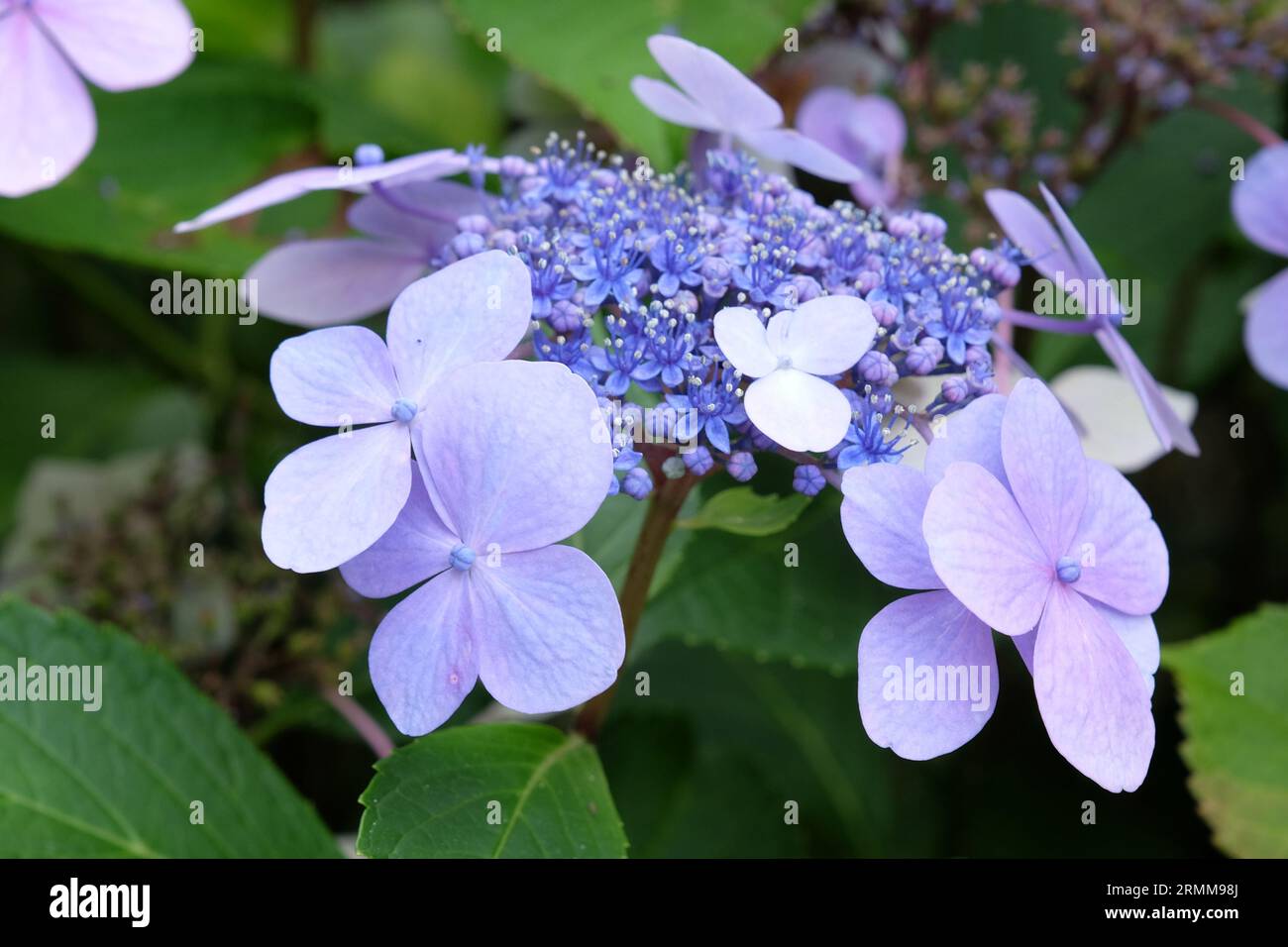 Blauer Lakecap Hydrangea macrophylla in Blüte. Stockfoto