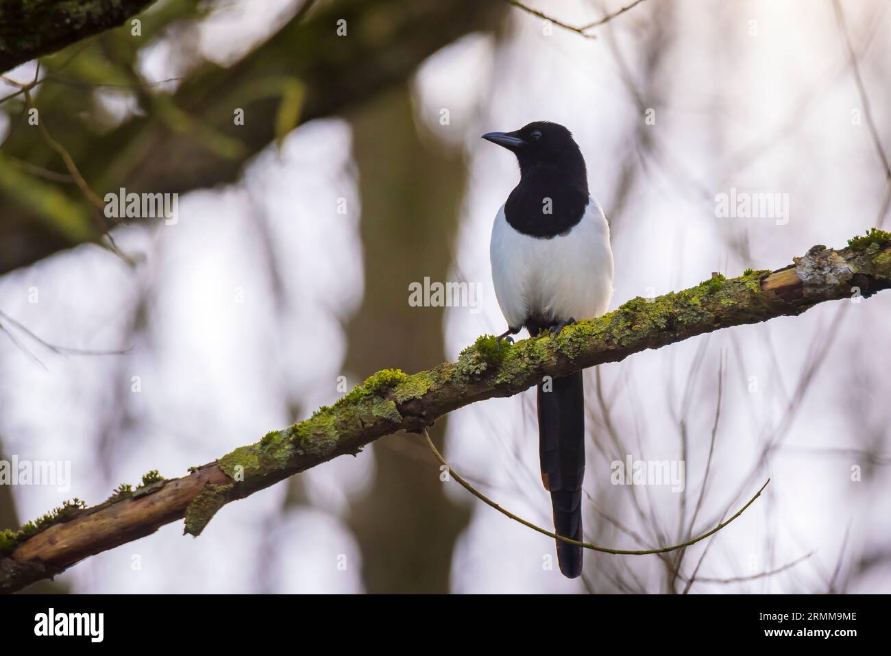 Nahaufnahme eines gewöhnlichen eurasischen Magpie-Vogels, Pica Pica, hoch oben in einem Wald Stockfoto