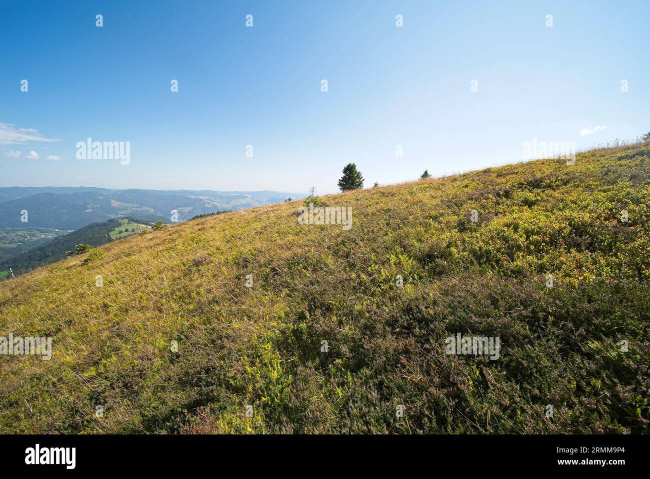 Bilder vom Belchen, einem 1414 m hohen Berg im Schwarzwald. Stockfoto