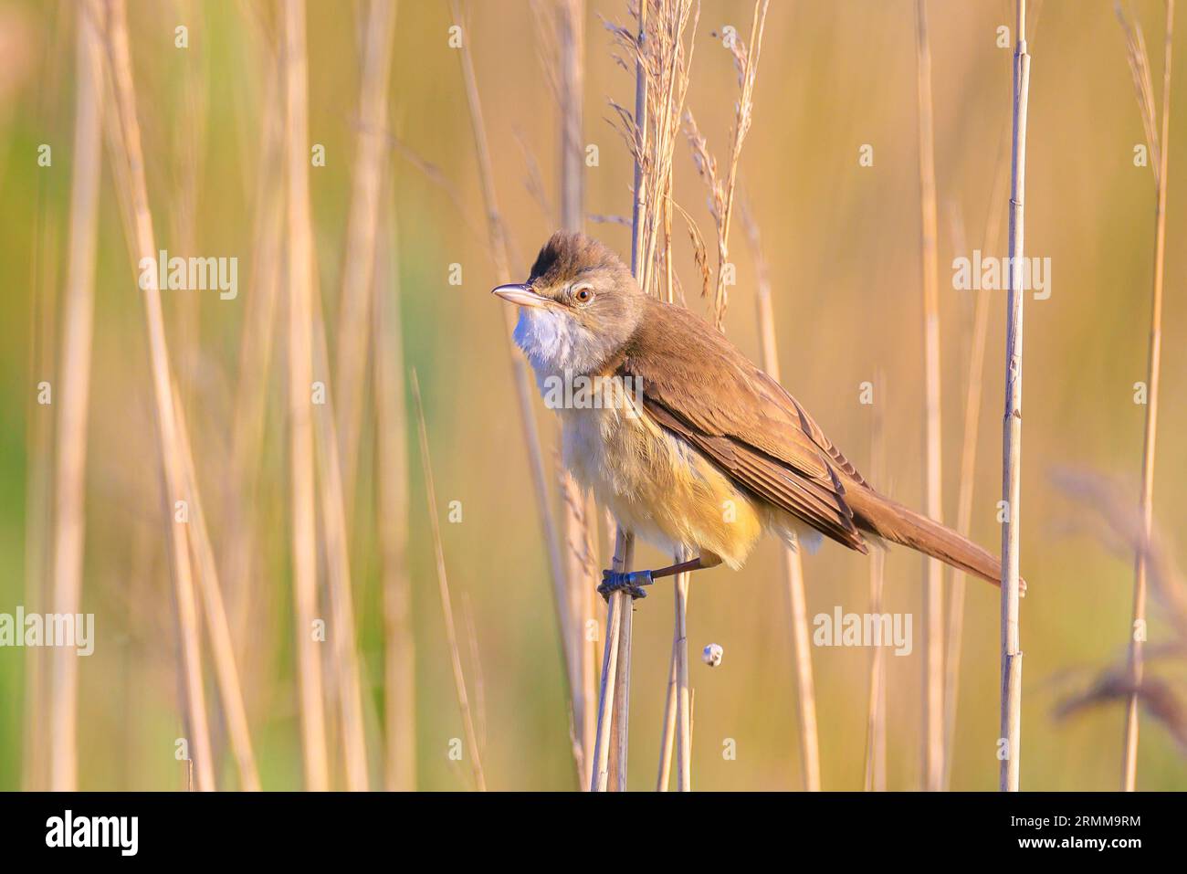 Nahaufnahme eines großen Schilfstechers, acrocephalus arundinaceus, Vogel, der in Schilf während der Frühlingssonne singt Stockfoto