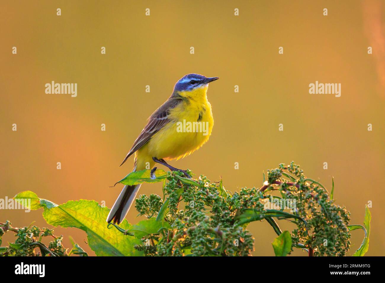 Nahaufnahme eines männlichen gelben Wagschwanzvogel Motacilla Flava, der während der Frühlingssaison in Vegetation bei Sonnenuntergang singt. Stockfoto