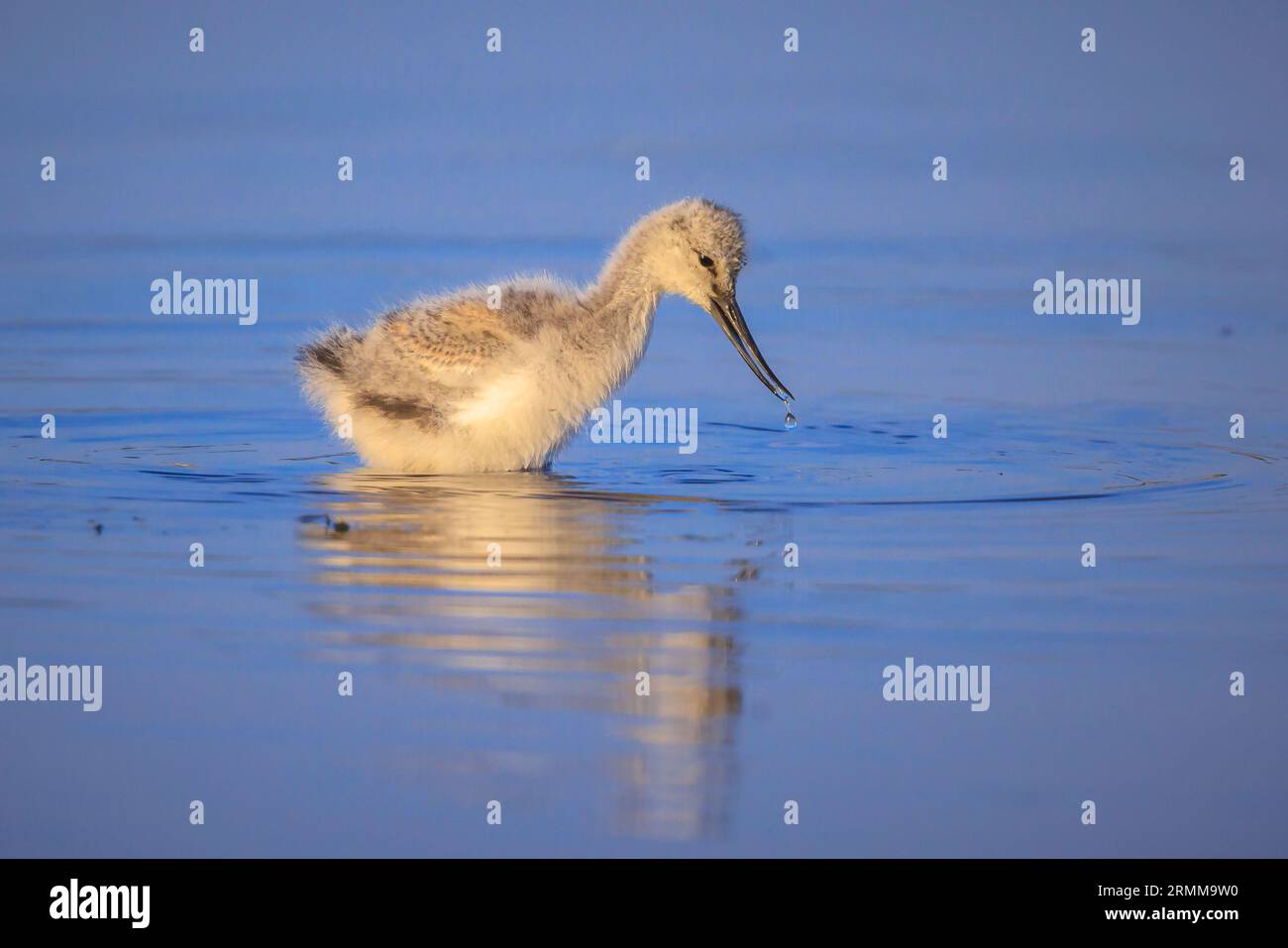 Pied Säbelschnäbler Recurvirostra avosetta Wader vogel küken Nahrungssuche im Wasser Stockfoto