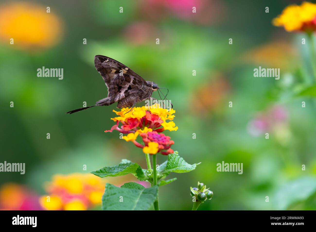 Lange Schwanzfalter Unscharfer gestreifter Schmetterling, der sich bei hellem Tageslicht an bunten Blumen im Garten nährt Stockfoto