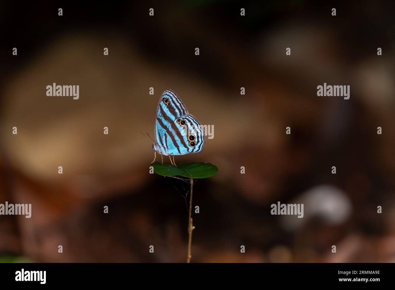 Hell beleuchteter, ungewöhnlich blau gestreifter Schmetterling im Kontrast zur Dunkelheit des Regenwaldes Stockfoto