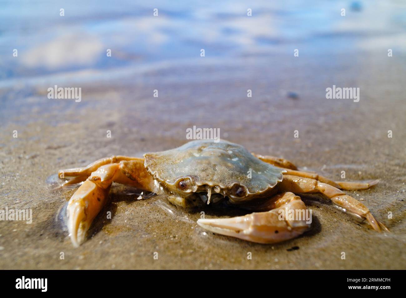 nordseekrabben am Strand in Blavand Dänemark Stockfoto