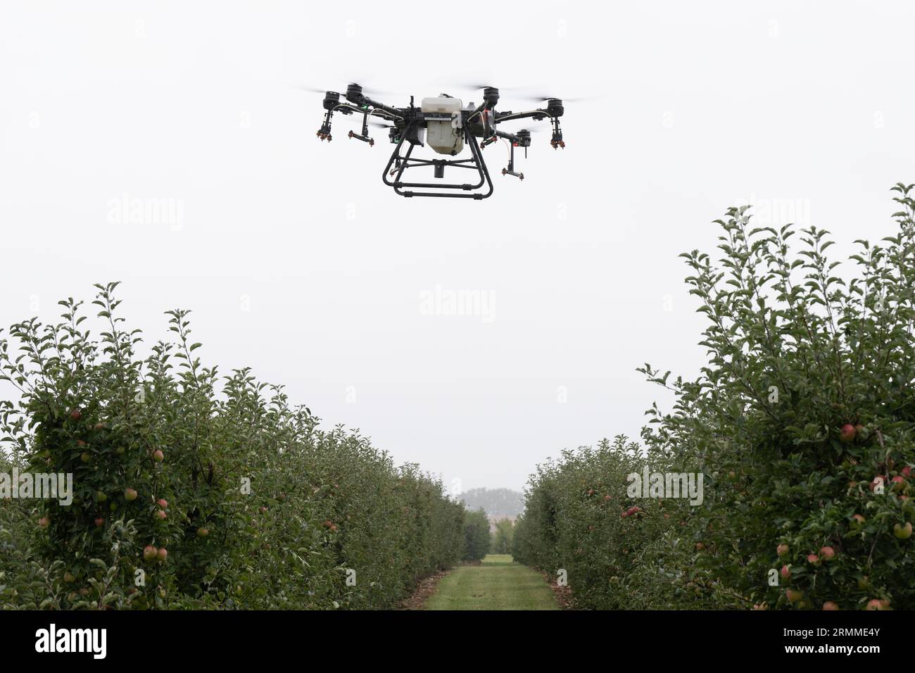 Dresden, Deutschland. 29. August 2023. Anlässlich eines „Feldtags“ für Roboterlösungen für den Obst- und Weinbau fliegt ein landwirtschaftlicher Kopter über das Gelände des Sächsischen Landesamtes für Umwelt, Landwirtschaft und Geologie. Quelle: Sebastian Kahnert/dpa/Alamy Live News Stockfoto