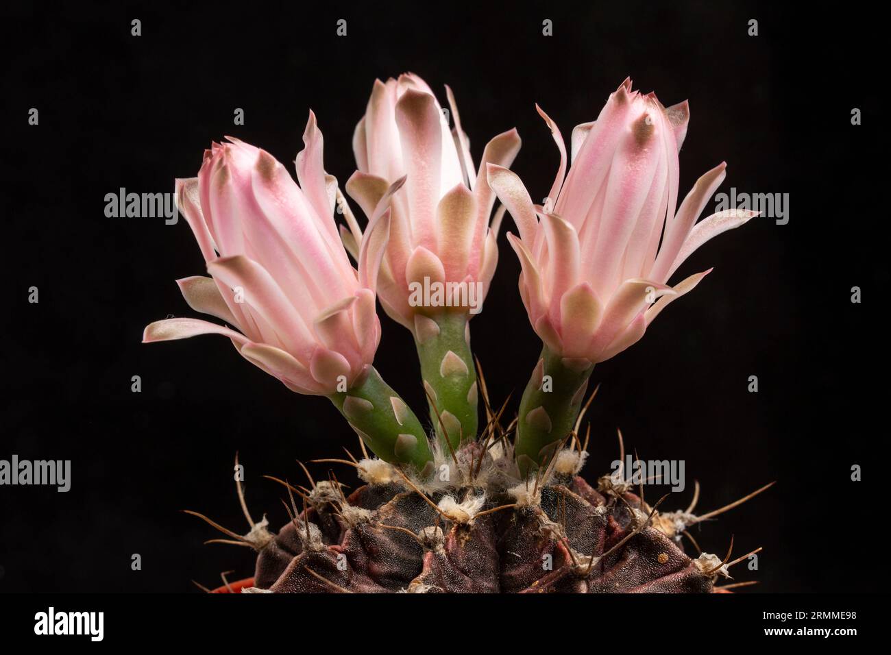 Gymnocalycium stenopleurum, syn. Gymnocalycium friedrichii, in Blume. In der Kultivierung. Familie Cactaceae. Stockfoto