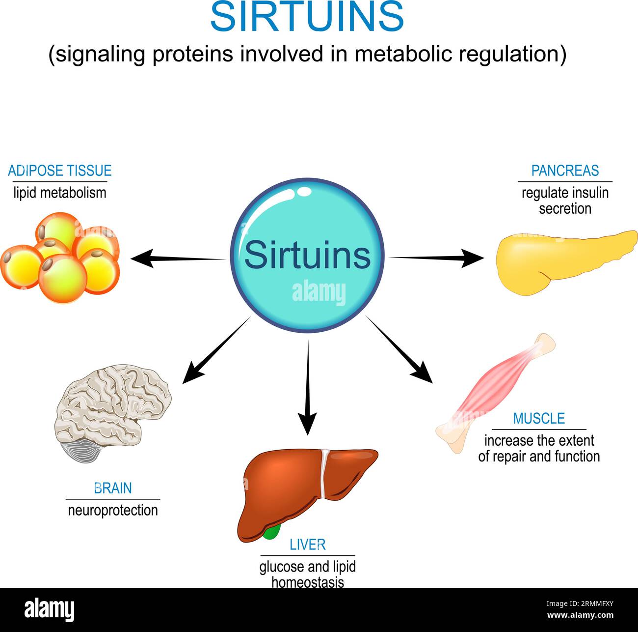 Sirtuine und Anti-Aging-Therapie. Sirtuin ist ein Signalprotein, das an der Stoffwechselregulation beteiligt ist. Die Wirkung von Sirtuinen auf Pankreas, Gehirn, Muskel, Leben Stock Vektor