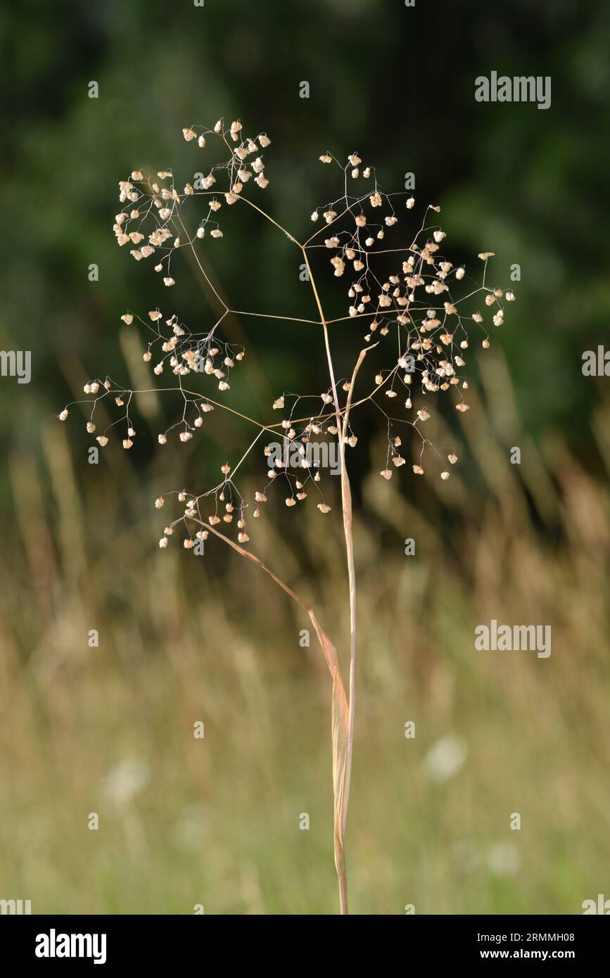 Kleines Wachrasen - Briza minor Stockfoto