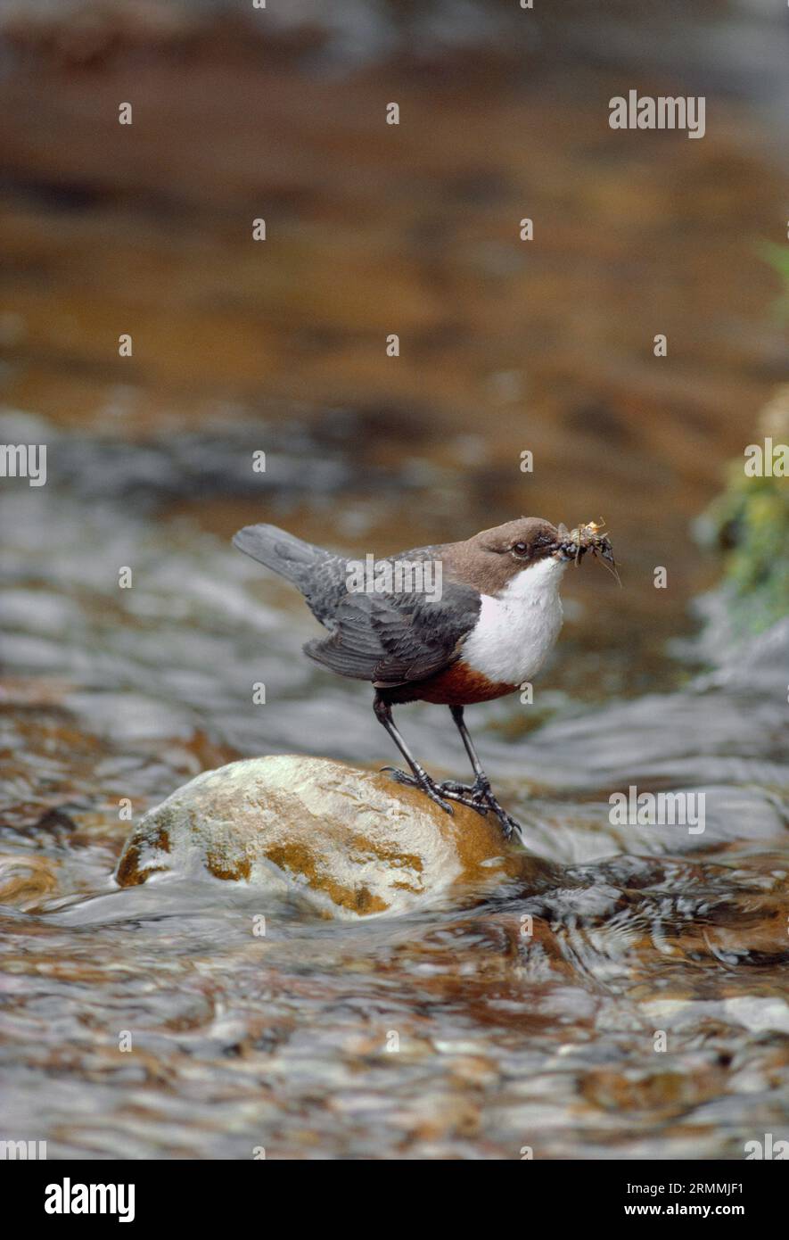 Dipper (Cinclus cinclus), der wirbellose Nahrung zu Küken am Ufer eines Moorbaches, Lammermuir Hills, East Lothian, Schottland, transportiert. Stockfoto