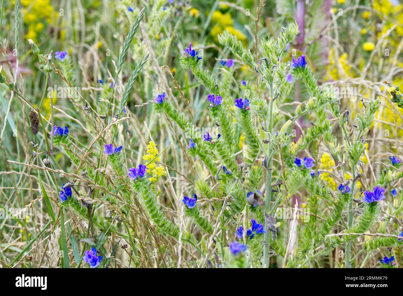 Viper's Bugloss, Echium vulgare und Lady's Bedstraw, Galium verum und andere Wildblumen auf dem Brachland Calais, Frankreich Stockfoto