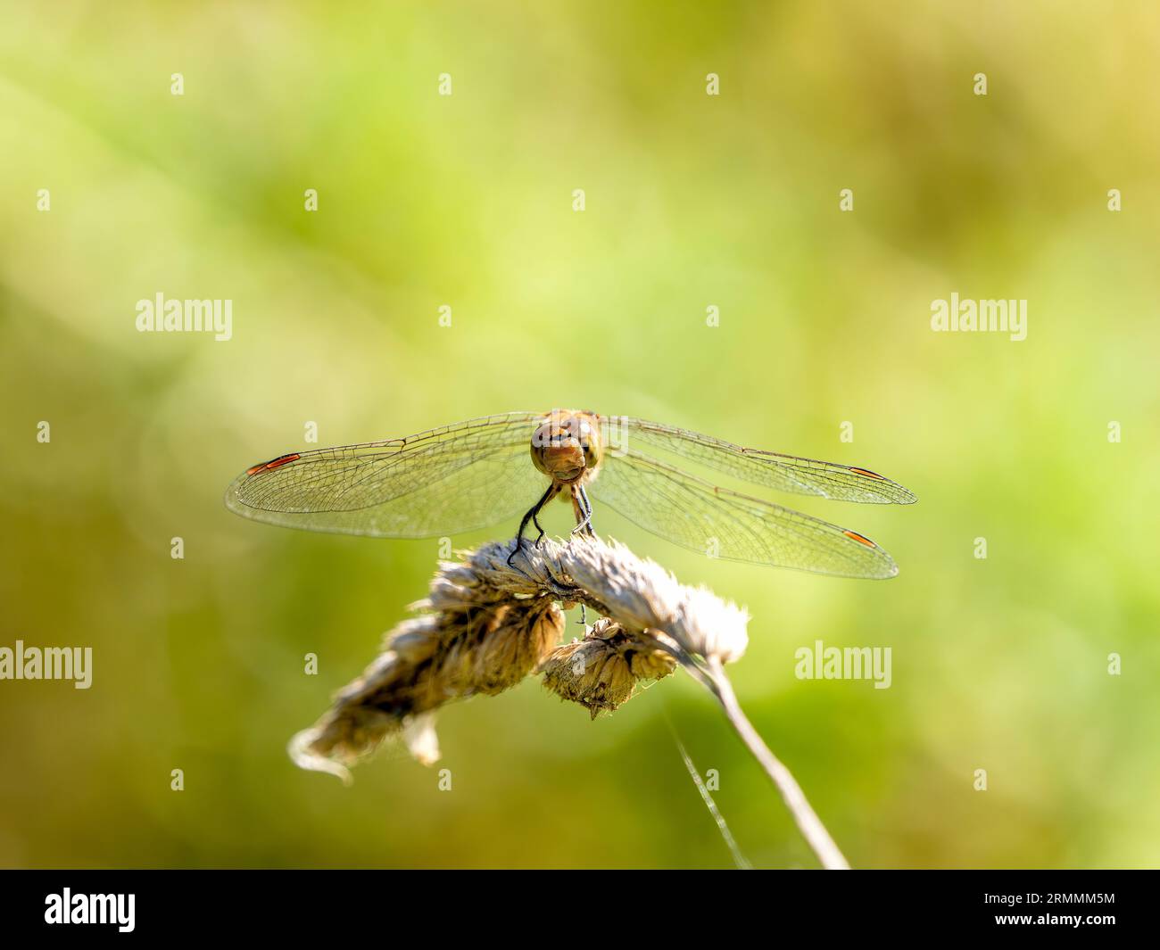 Darter, Sympetrum striolatum, Libelle, Norfolk, 2023 Stockfoto