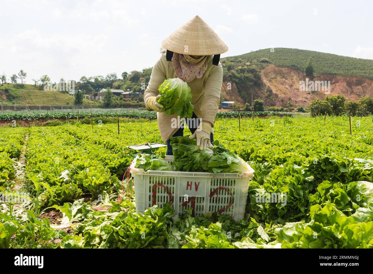 Maskierte Männer und Frauen in da Lat ernten Salat auf ihren Salatfeldern am Rande von da Lat Vietnam und packen ihn in Plastikkörbe Stockfoto