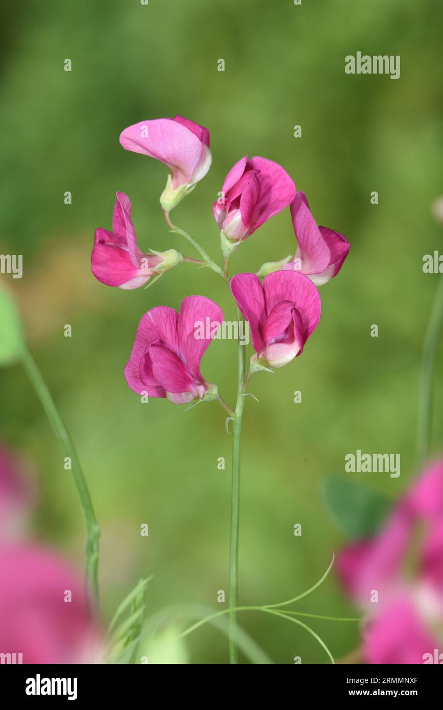 Tuberöse Erbse - Lathyrus tuberosus Stockfoto
