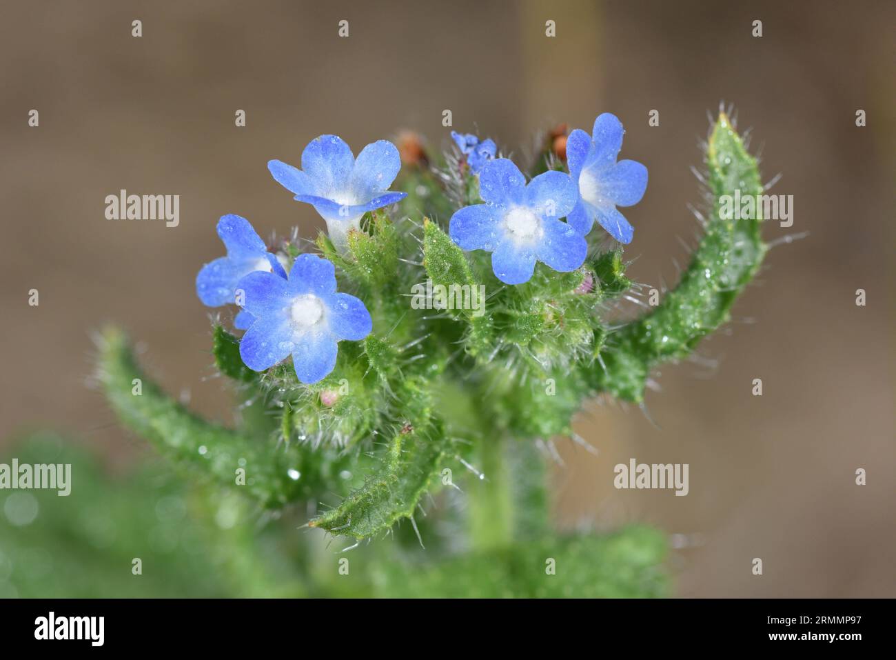 Alkanet - Anthusa officinalis Stockfoto