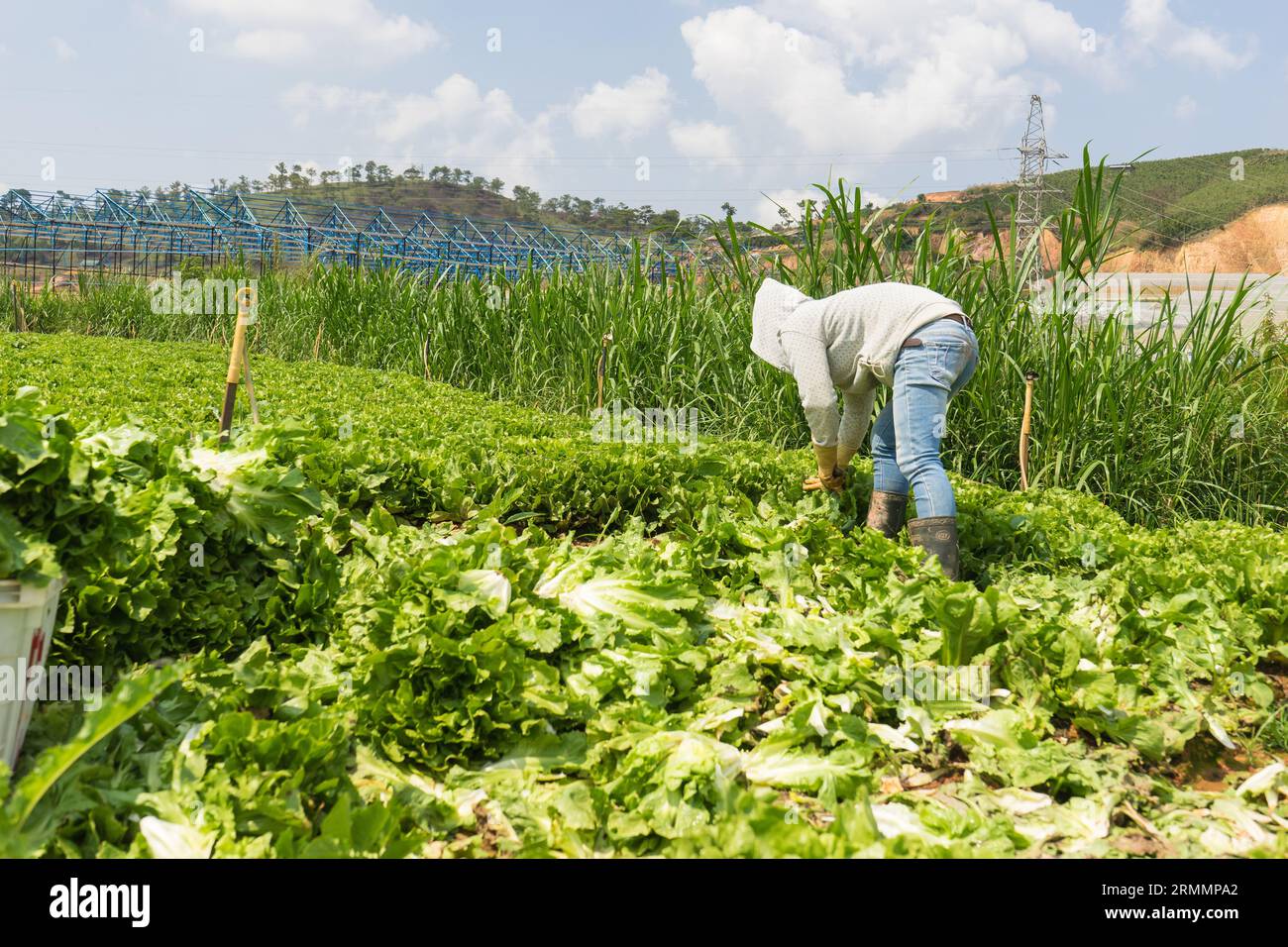 Maskierte Männer und Frauen in da Lat ernten Salat auf ihren Salatfeldern am Rande von da Lat Vietnam und packen ihn in Plastikkörbe Stockfoto