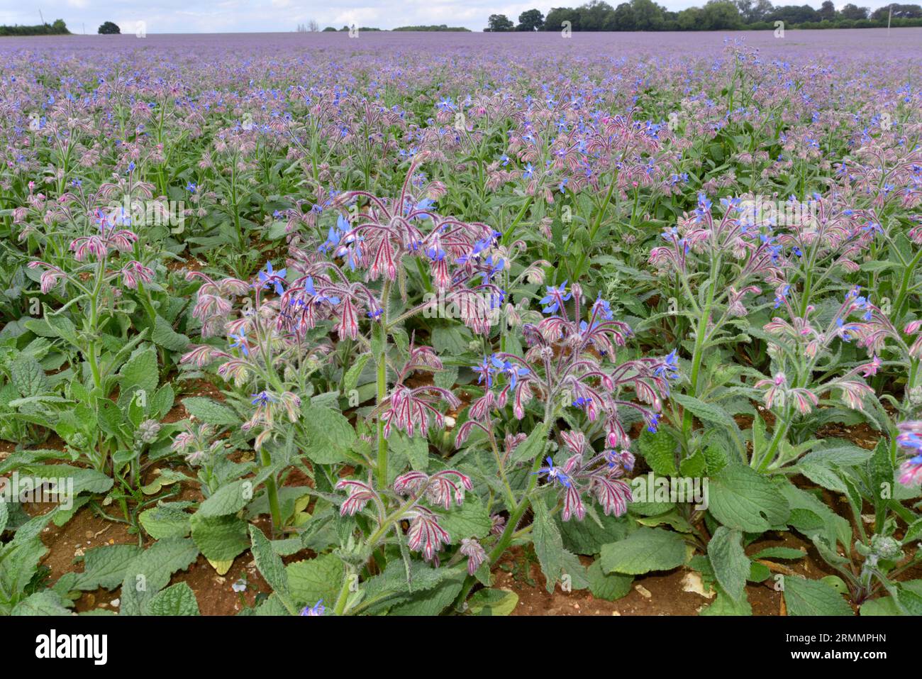 Borretsch - Borrango officinalis Stockfoto