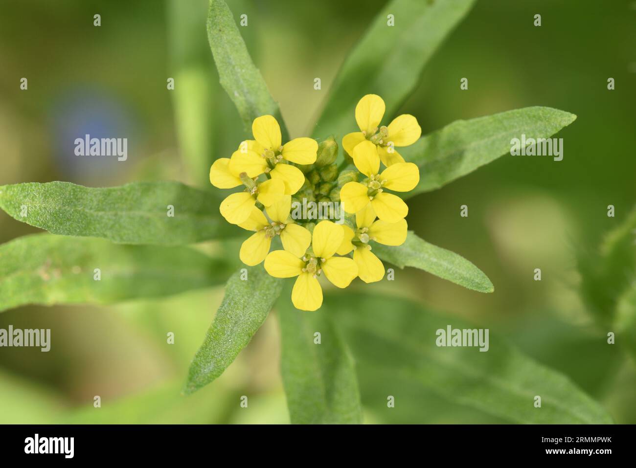 Treacle-Senf - Erysimum cheiranthoides Stockfoto