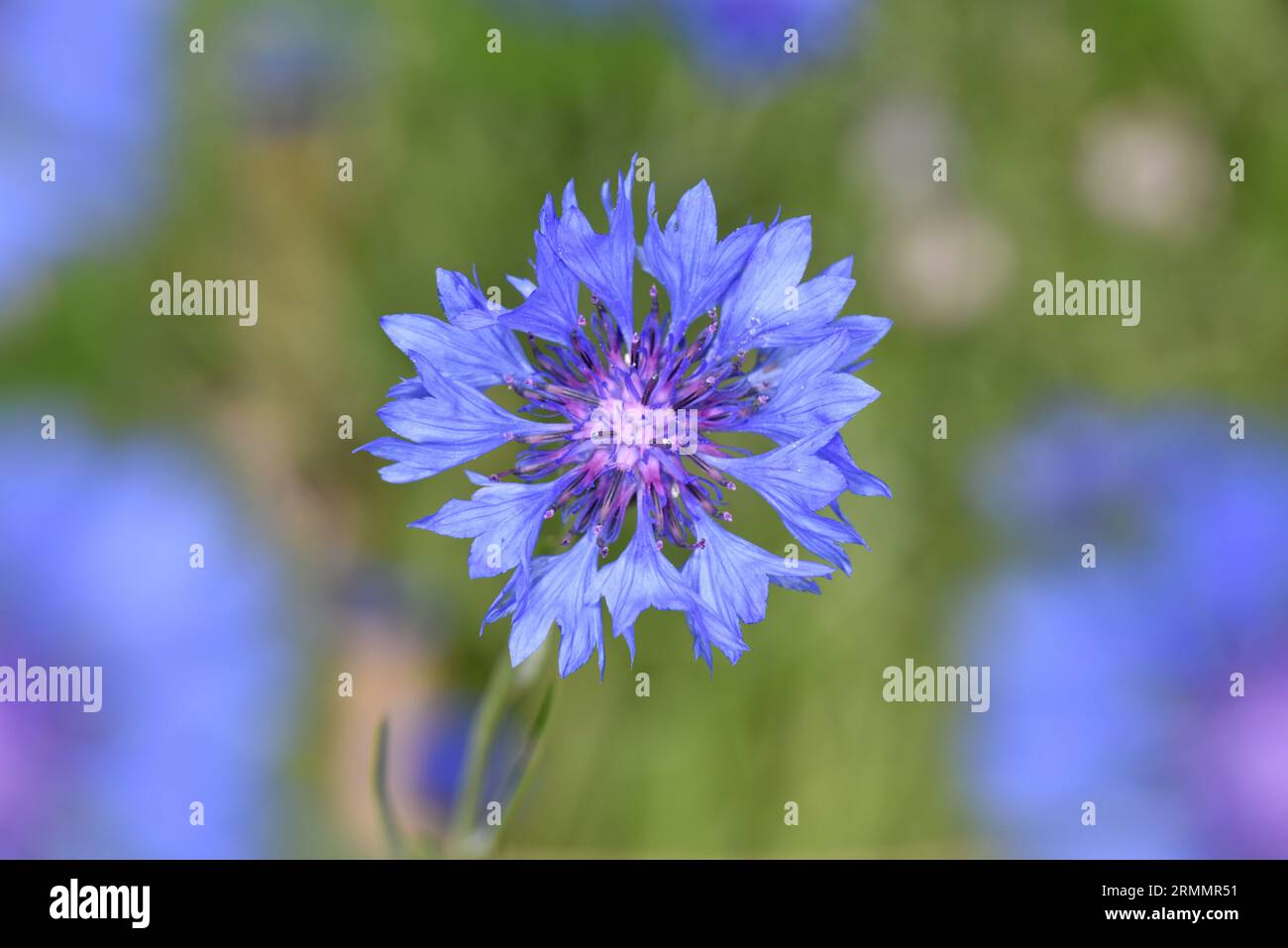 Kornblume - Centaurea cyanus Stockfoto