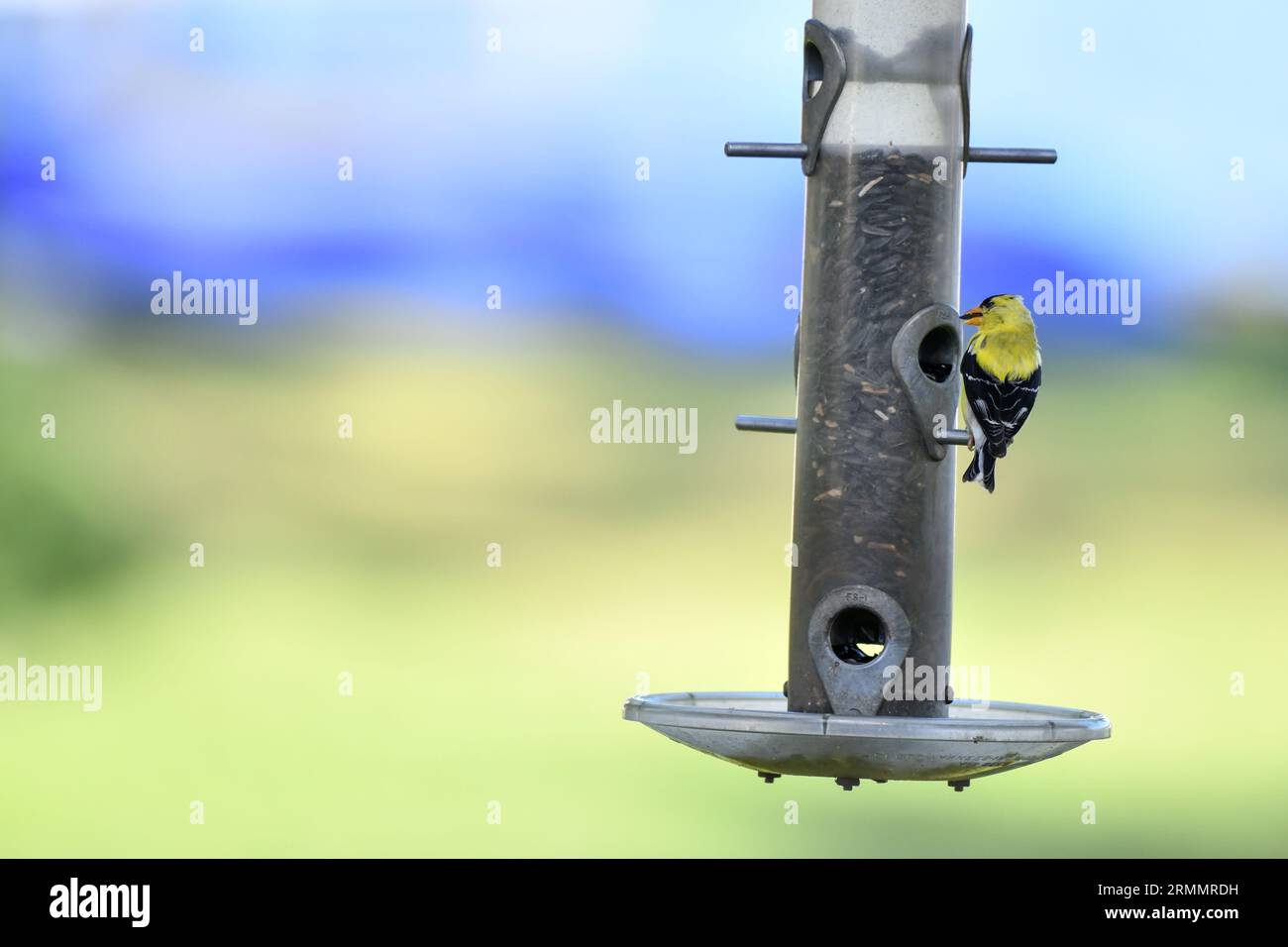Hübscher gelber Goldfink-singvogel am Hinterhof Stockfoto