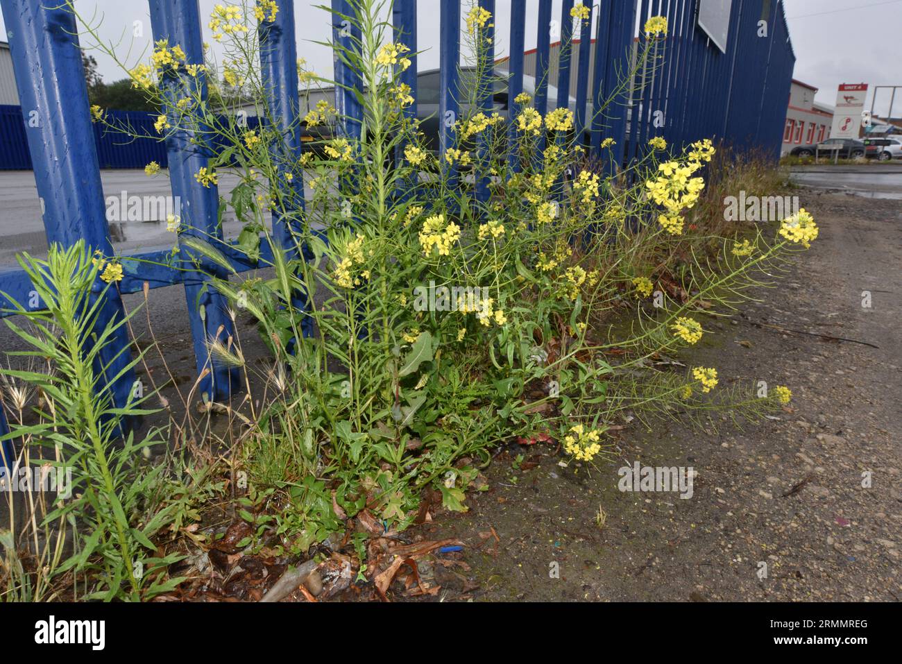 Falsche Londoner Rakete - Sisymbrium loeselii Stockfoto