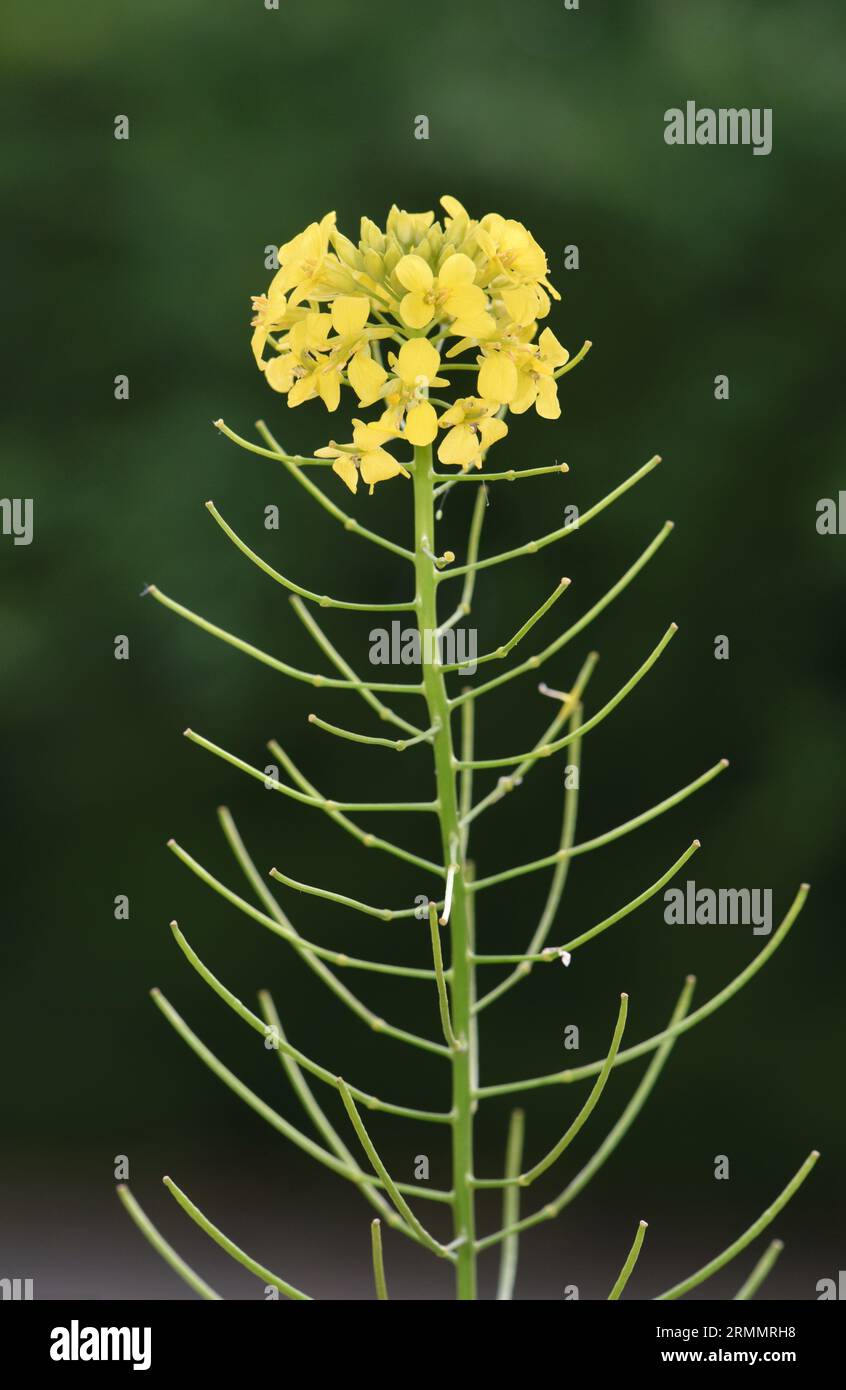 Falsche Londoner Rakete - Sisymbrium loeselii Stockfoto