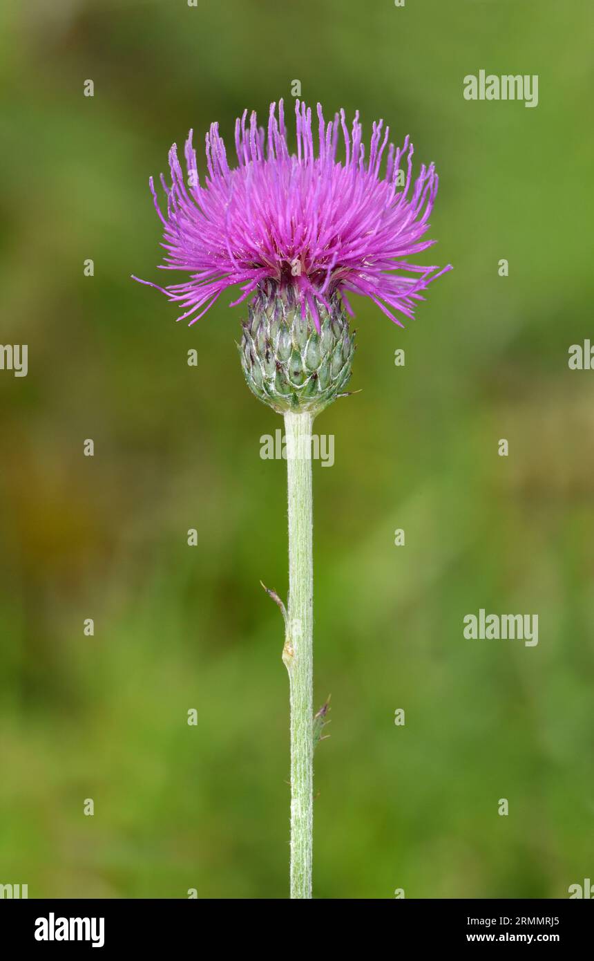 Tuberöse Pfeife - Cirsium tuberosum Stockfoto