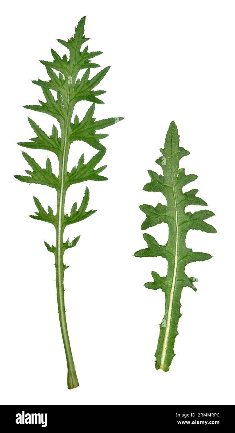Tuberöse Pfeife - Cirsium tuberosum Stockfoto