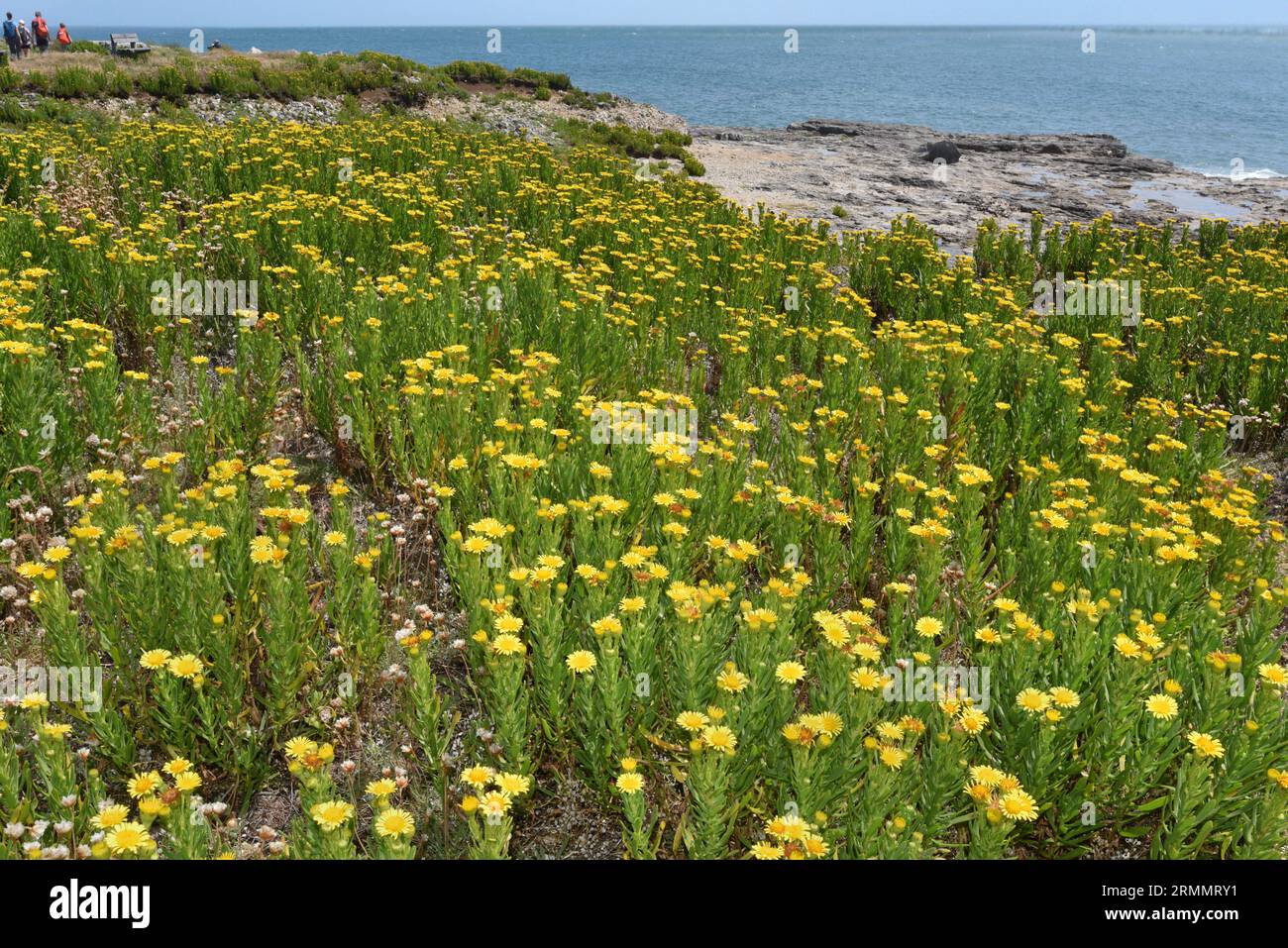 Golden-Samphire - Inula crithmoides Stockfoto