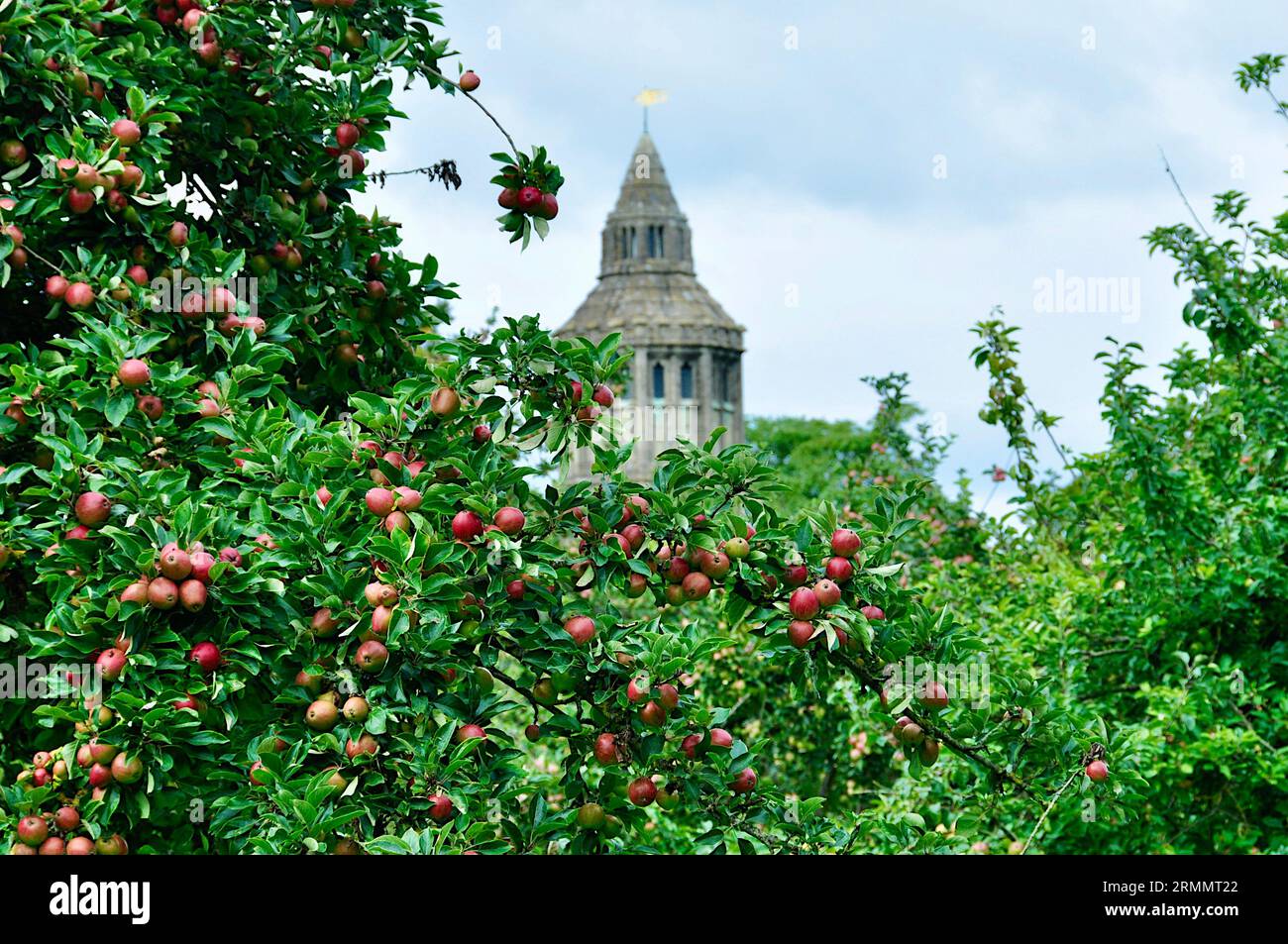 The Abbot's Kitchen – ein mittelalterliches achteckiges Gebäude, das als Küche in der Glastonbury Abbey in Glastonbury, Somerset, diente, wie vom Obstgarten aus gesehen. Stockfoto