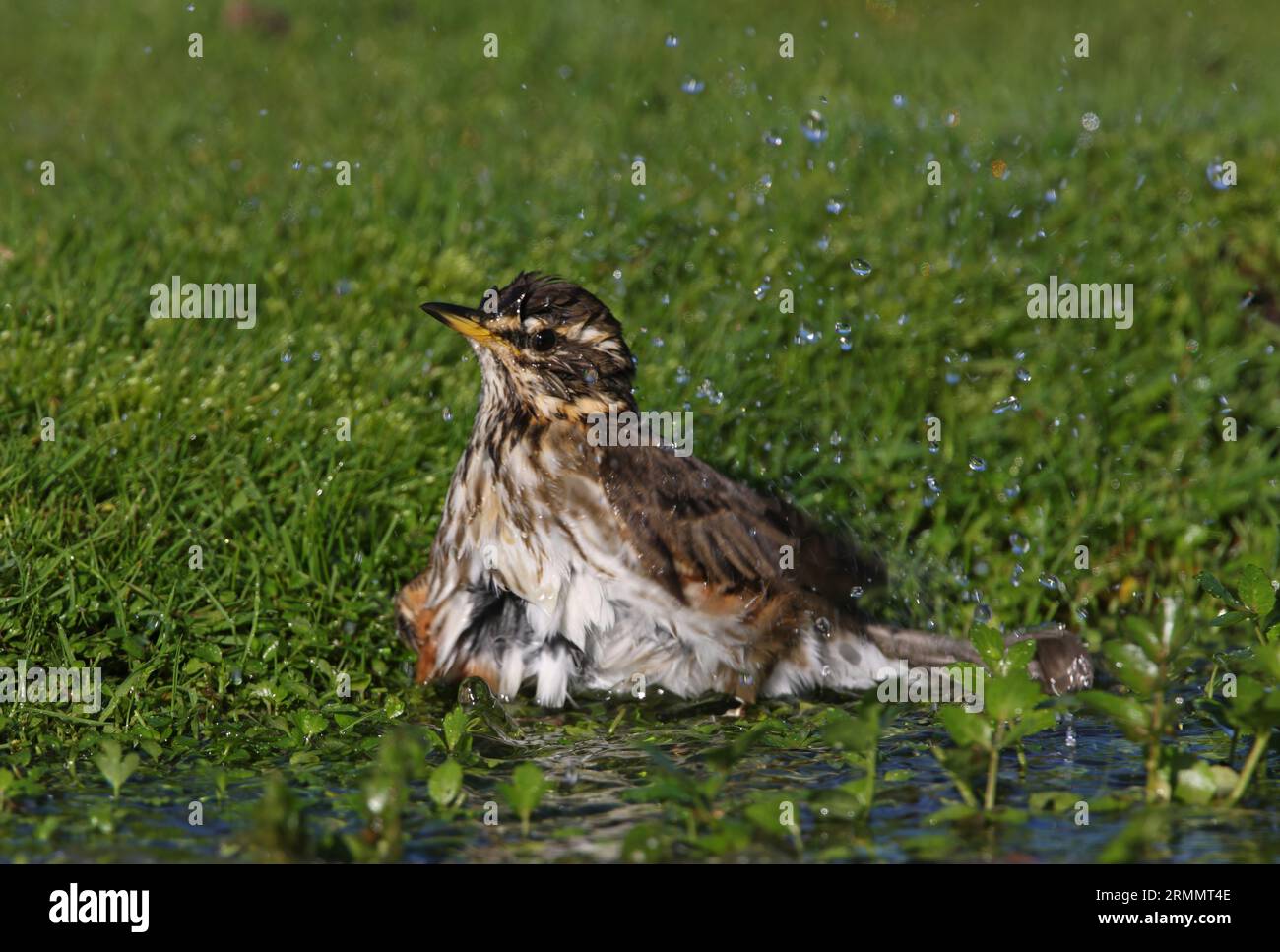 Redwing (Turdus iliacus) Erwachsener badet im Teich Eccles-on-Sea, Norfolk, UK. Oktober Stockfoto